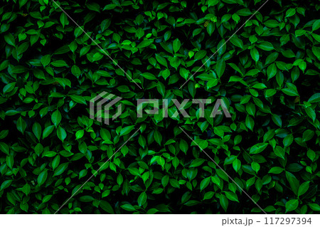 Herb wall, plant wall, natural green wallpaper and background. nature wall. Nature background of green forest 117297394