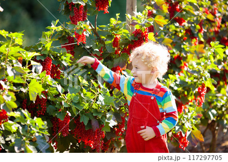 Little boy picking red currant berry 117297705