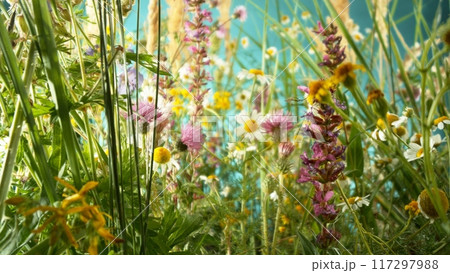 Inside View of Beautiful Meadow Flowers Garden. Inside View of Beautiful Meadow Flowers Garden. 117297988