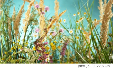 Inside View of Beautiful Meadow Flowers Garden. 117297989