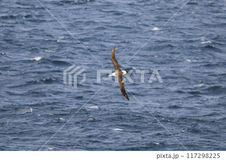コアホウドリ飛翔 コアホウドリ飛翔 117298225