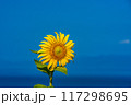 青い空とひまわり 117298695