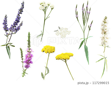 切り抜き素材セットー夏の花6 切り抜き素材セットー夏の花6 117299015