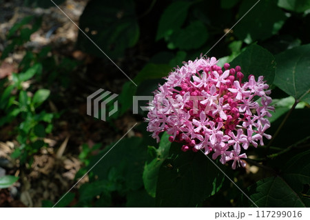 ボタンクサギの花 117299016