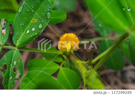 落花生の花 落花生の花 117299289