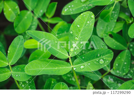 まあるいラッカセイの葉 117299290