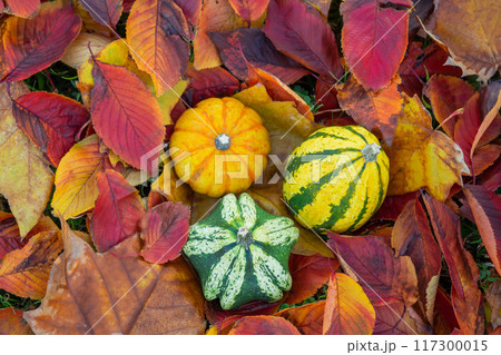 落ち葉に置かれたハロウィンのカボチャ 117300015