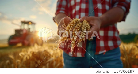 Field of plenty - harvesting wheat with tractors, illustrating dedication of farmers, golden spikes of wheat, crucial role of modern machinery in sustaining agricultural productivity. 117300197