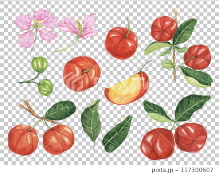 Acerola set, red Barbados cherry fruits cliparts with leaves and flowers. Malpighia emarginata glabra watercolor illustration. Superfood vitamin C source for print, packaging, labels, food supplements Acerola set, red Barbados cherry fruits cliparts with leaves and flowers. Malpighia emarginata glabra watercolor illustration. Superfood vitamin C source for print, packaging, labels, food supplements 117300607