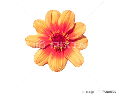 Retro hot pink and orange single flowered dahlia flower isolated on white. 117300633