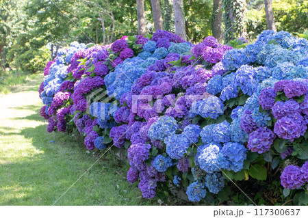 French hydrangea ornamental shrubs with purple and blue flowers garden hedge. French hydrangea ornamental shrubs with purple and blue flowers garden hedge. 117300637