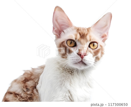 猫(デボンレックス) 117300650