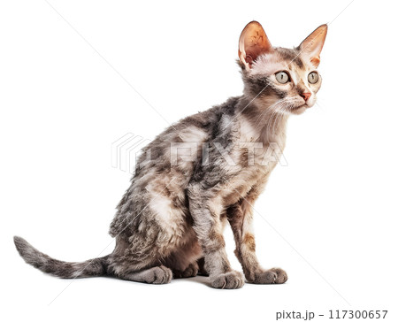 猫(デボンレックス) 117300657
