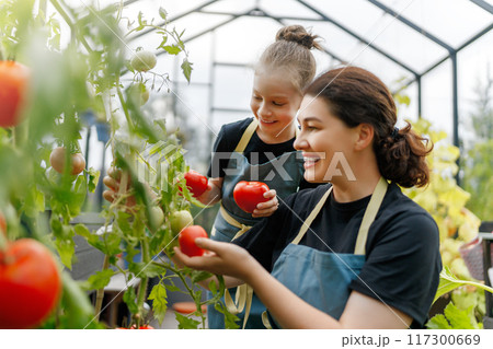 mother and daughter are gardening in the greenhouse 117300669