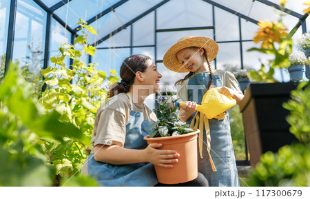 mother and daughter are gardening in the greenhouse mother and daughter are gardening in the greenhouse 117300679