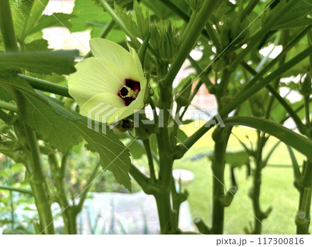 家庭菜園のオクラの花(淡黄色) 家庭菜園のオクラの花(淡黄色) 117300816