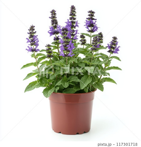 Blooming Salvia in a Pot, Isolated on White Background, Perfect for Gardening and Floral Arrangement Generative AI 117301718