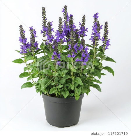 Blooming Salvia in a Pot, Isolated on White Background, Perfect for Gardening and Floral Arrangement Ideas Generative AI 117301719
