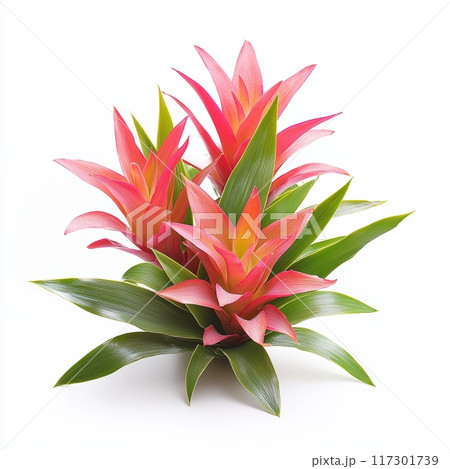 Bromeliads with Palm Frond Isolated on White Background Generative AI Bromeliads with Palm Frond Isolated on White Background Generative AI 117301739