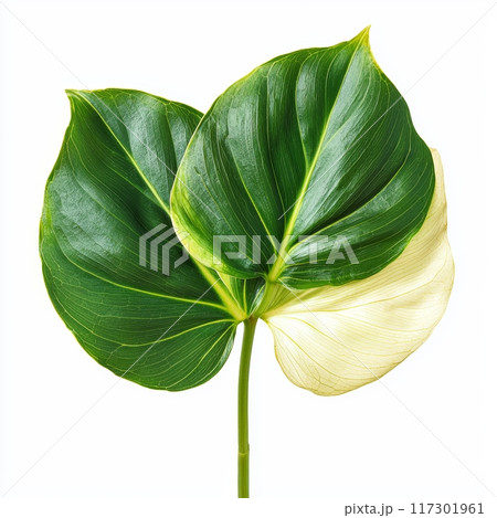 Split Leaf Philodendron Highlighted by Soft Lighting, Isolated on White Background Generative AI 117301961