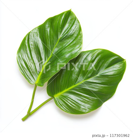 Split Leaf Philodendron Highlighted by Soft Lighting, Isolated on White Background Generative AI 117301962
