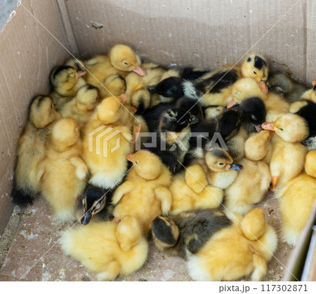 Local market in Kyrgyzstan with a carton box of newborn chicks and broilers, highlighting poultry farming Local market in Kyrgyzstan with a carton box of newborn chicks and broilers, highlighting poultry farming 117302871