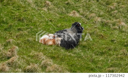 Sheep roam freely on Vagar Island in the Faroe Islands, showcasing the serene rural landscape and natural habitat. 117302942