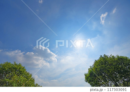 夏の雲と木立と太陽 117303091
