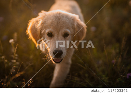 Fluffy Sweet Golden Retriever Puppy. Wonderful Summer Backdrop Pedigree mini pup 117303341