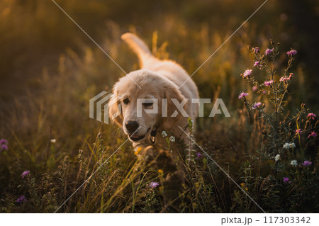 Amazing Portrait Of Adorable Golden Retriever Puppy On Summer Golden Hour Nature. Tiny dog, cute lovely pet, new member of family 117303342