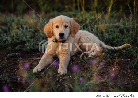 Fluffy Sweet Golden Retriever Puppy. Wonderful Summer Backdrop Pedigree mini pup 117303345