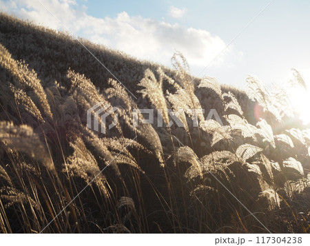秋の箱根・仙石原のススキ 117304238