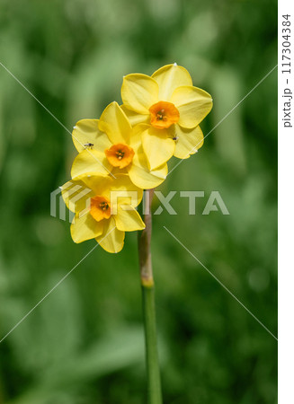 Beautiful spring narcissus flower on a green background. Yellow daffodil or narcissus martinette decorative flower. Beautiful spring narcissus flower on a green background. Yellow daffodil or narcissus martinette decorative flower. 117304384