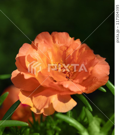 Orange terry portulaca flower on a dark green background closeup. Floral background. 117304395