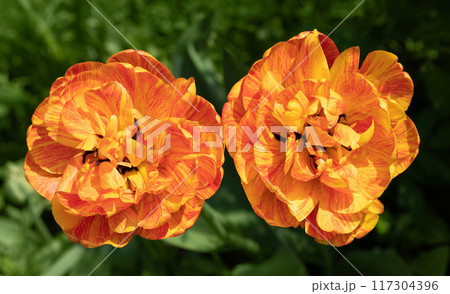 Orange striped tulip flower on natural green background. Hybrid terry tulip Orange Princess. 117304396