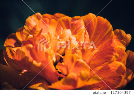 Beautiful tulip flower closeup. Hybrid Terry Tulip Orange Princess with red and orange petals. Beautiful tulip flower closeup. Hybrid Terry Tulip Orange Princess with red and orange petals. 117304397