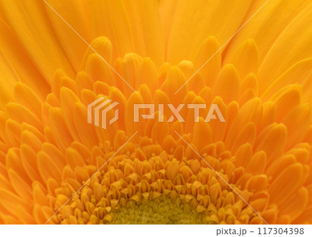Beautiful floral background with orange gerbera closeup. Flower postcard. 117304398