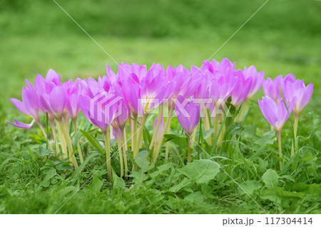 Purple flowers colchicum, autumn crocus on green background. Beautiful flower with purple petals. Purple flowers colchicum, autumn crocus on green background. Beautiful flower with purple petals. 117304414