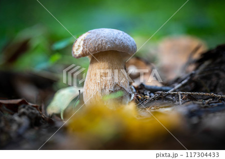 Mushroom boletus edulis, penny bun, ceps, porcini in the forest, close up. Edible delicious mushroom. 117304433