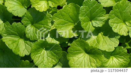 Green leaves texture or background. Ground ivy, field balm, wild snakeroot, glechoma hederacea close up. Banner. 117304437