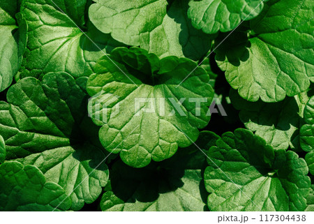 Green leaves glechoma hederacea close up, detailed texture. Natural vibrant green leaf ground ivy background. Natural pattern. Green leaves glechoma hederacea close up, detailed texture. Natural vibrant green leaf ground ivy background. Natural pattern. 117304438