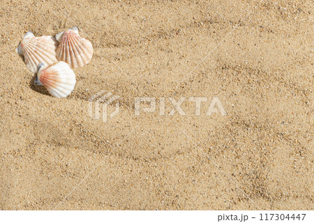 Sandy beach background with seashells. Shells on the sand with copy space. View from above. 117304447