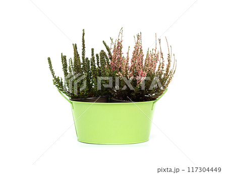 Colorful calluna in a green flowerpot isolated on a white background. Green and pink heather. 117304449