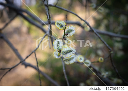 Flowering catkins, pussy willow, goat willow. Willow twig or branch. 117304492