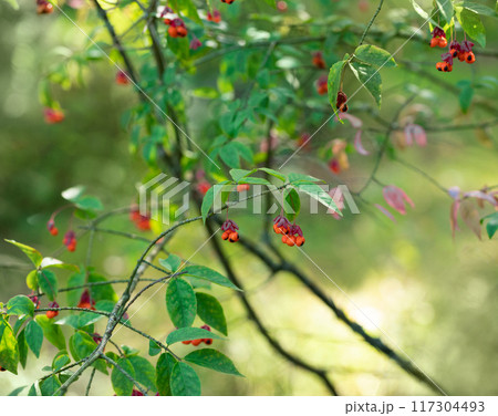 Beautiful poisonous plant Euonymus, spindle tree in the forest. Pink flower with orange fruit and black seed. Beautiful poisonous plant Euonymus, spindle tree in the forest. Pink flower with orange fruit and black seed. 117304493