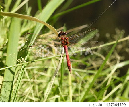 Beautiful Red dragonfly, Sympetrum sanguineum on green background close up. 117304509