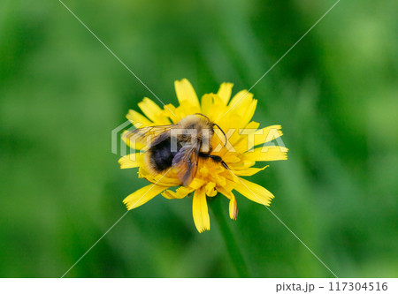 Bumblebee close up sitting on a yellow flower autumn hawkbit. Bee pollinating flower. 117304516