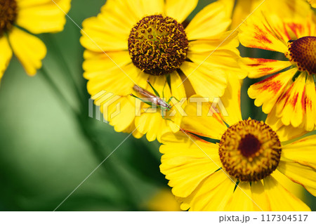 Green grasshopper on yellow flower background. Roeseliana roeselii on helenium on a sunny day. Bright summer background. 117304517