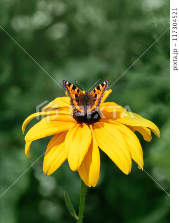 Tortoise butterfly, nettle butterfly resting on yellow rudbeckia flower on a green background. Sunny summer day. Macro photo, close up. 117304521