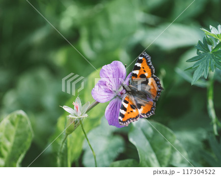 Tortoise butterfly, nettle butterfly on purple flower on a green background close up. Sunny summer day. 117304522